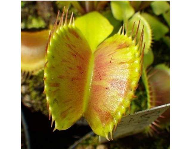 Венерина Мухоловка, Дионея Пятнистая (Dionaea Muscipula Spotty) D9см