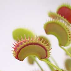 Венерина Мухоловка, Дионея Фейк Дракулы (Dionaea Muscipula Fake Dracula) D9см