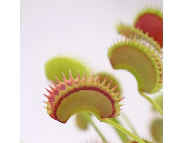 Венерина Мухоловка, Дионея Фейк Дракулы (Dionaea Muscipula Fake Dracula) D9см