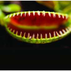 Венерина Мухоловка, Дионея Алиен, или Чужой (Dionaea Muscipula Alien) D9см