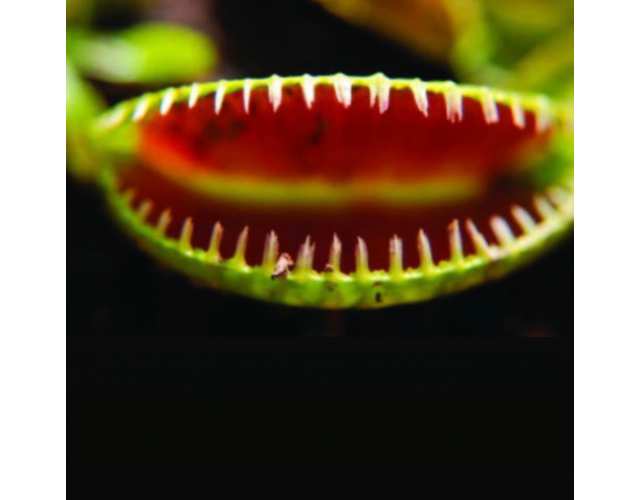 Венерина Мухоловка, Дионея Алиен, или Чужой (Dionaea Muscipula Alien) D9см
