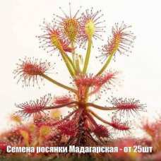 Семена росянки Мадагаскарская - от 25шт семян в пачке