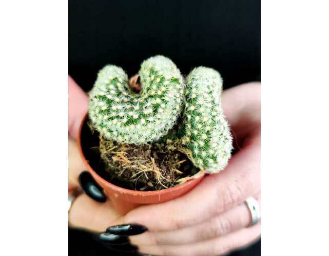 Кактус Мамиллярия Кристата Микс (Cactus Mammillaria Crestata Mix) D5см