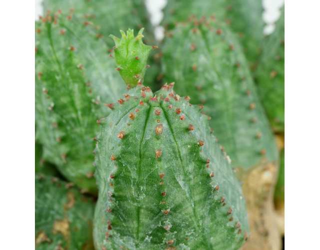 Молочай Шаровидный Тучнй (Euphorbia Globosa x Obesa) D8,5см