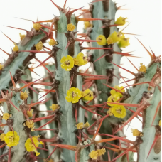 Молочай Аэругиноса (Euphorbia Aeruginosa) D8,5см