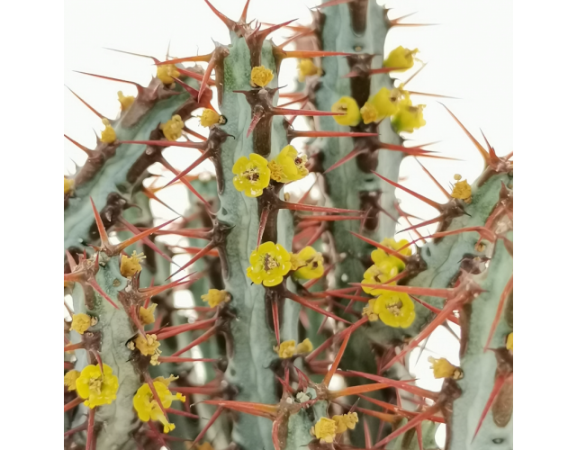 Молочай Аэругиноса (Euphorbia Aeruginosa) D8,5см