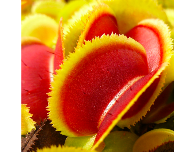 Семена Венериной Мухоловки Короткозубая (Dionaea Muscipula Short Teeth), 15шт