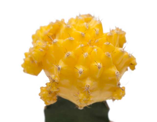 Кактус Гимнокалициум Михановича Желтый (Gymnocalycium Mihanovichii Yellow) D5см