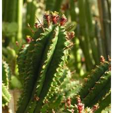 Молочай сосочковидный (Euphorbia mammillaris monstrose)