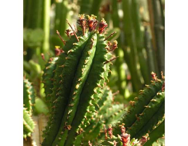 Молочай сосочковидный (Euphorbia mammillaris monstrose)