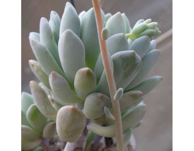 Пахифитум прицветниковый (лат. Pachyphytum bracteosum)