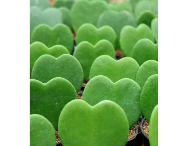 Хойя керри. растение в форме сердца на белом фоне