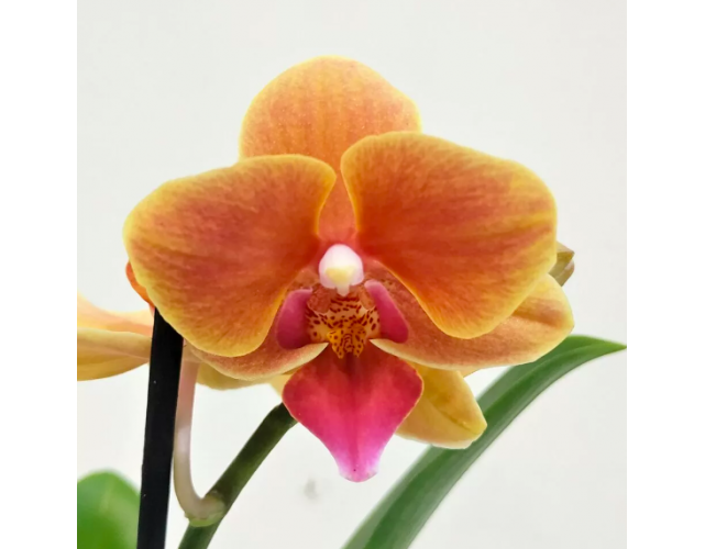 Орхидея Фаленопсис Персиковая (Phalaenopsis Multiflora) D6см