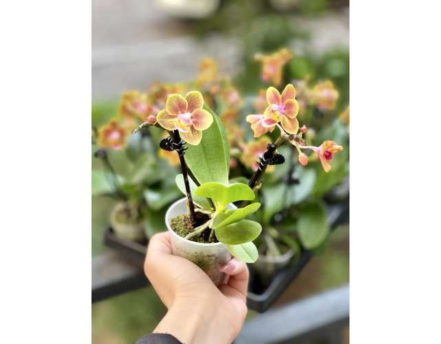 Орхидея Фаленопсис Персиковая (Phalaenopsis Multiflora) D6см