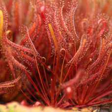 Росянка Капская Красная (Drosera Сapensis Red Leaf) D9см