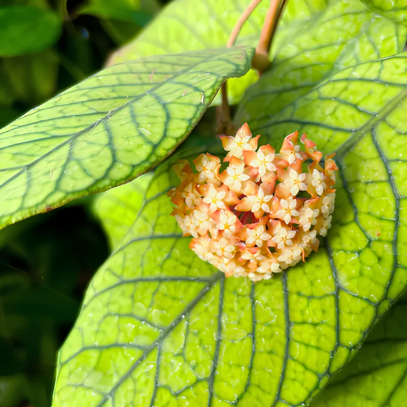 Хойя Сабах (Hoya Callistophylla Sp. Sabah) D12см - купить в