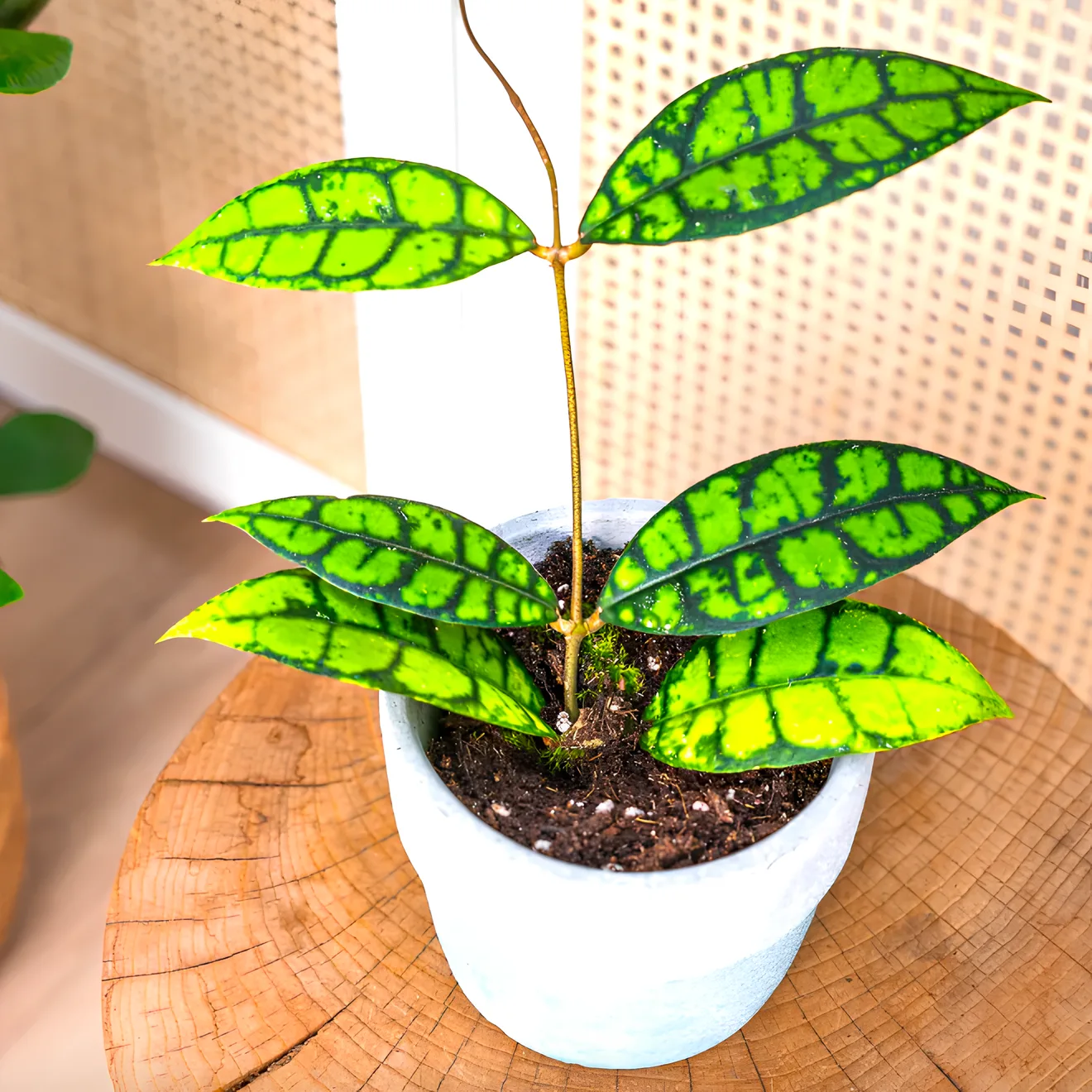 Хойя Блэк Кэт (Hoya Callistophylla Black Cat) D10см - купить в