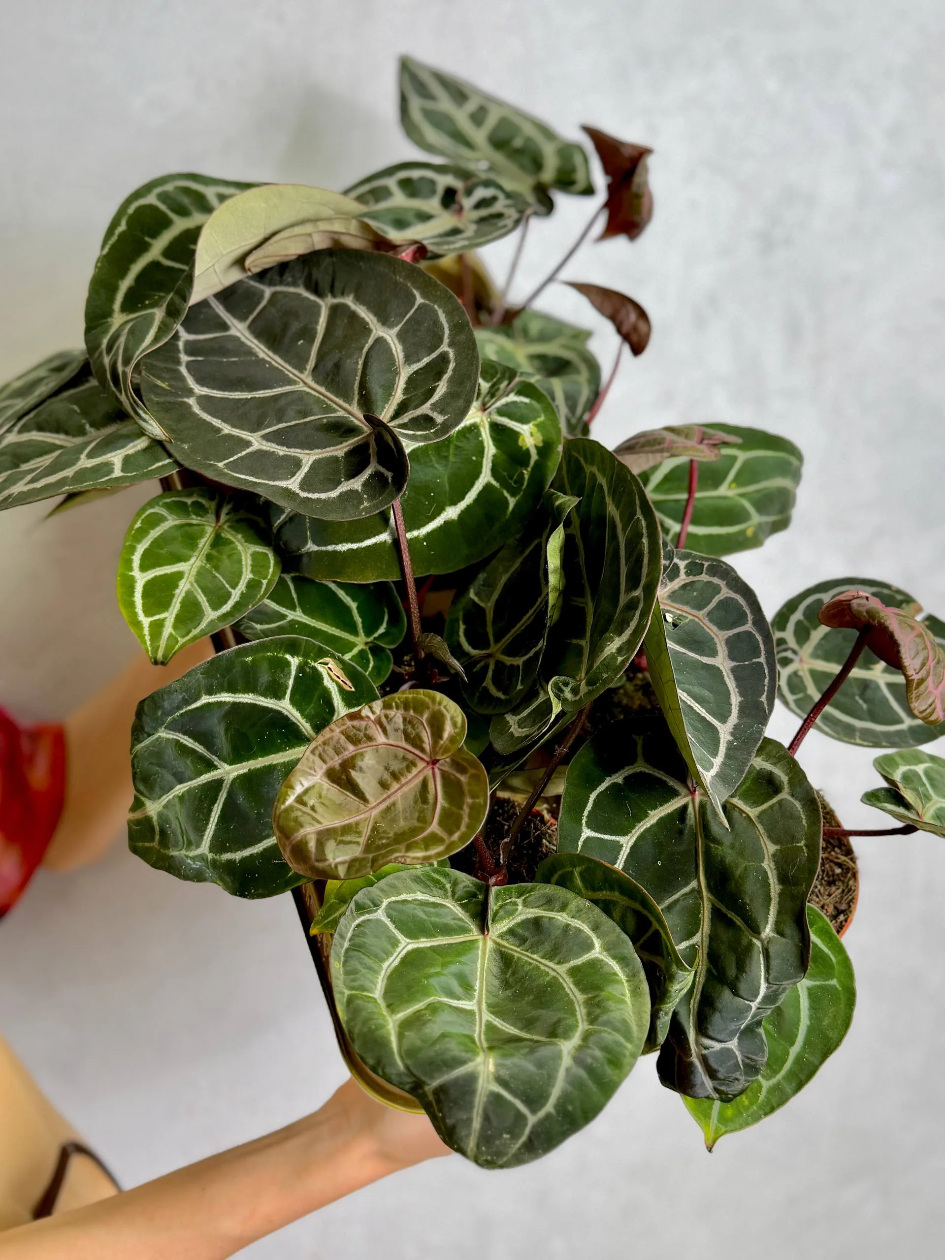 Антуриум Кристаллинум Ред (Anthurium Crystallinum Red) D12см