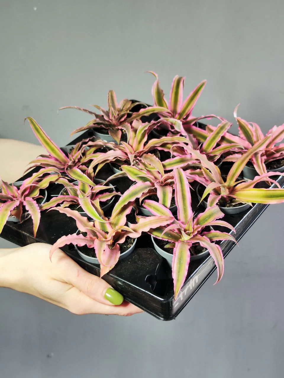 Криптантус Зонатус (Cryptanthus Zonatus) D9см - купить в интернет