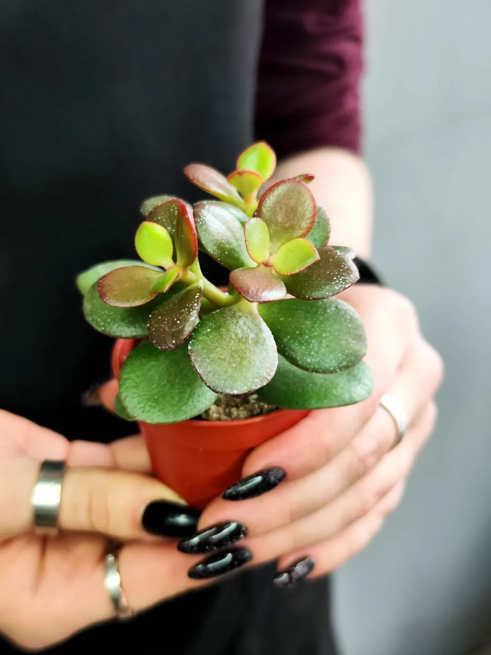 Крассула Овата Минор (Crassula Ovata Minor) D5см - купить в
