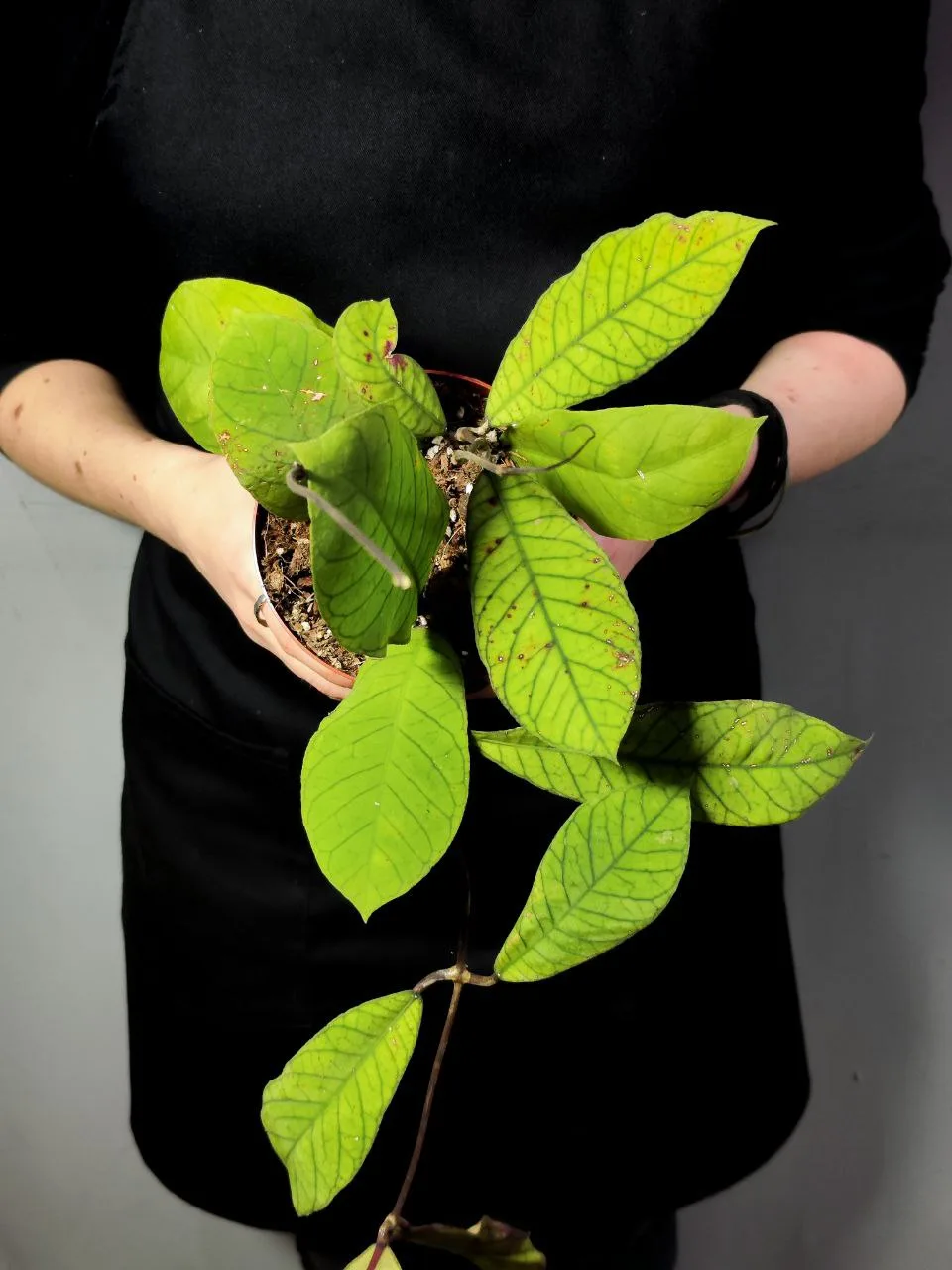 Хойя Сабах (Hoya Callistophylla Sp. Sabah) D12см - купить в