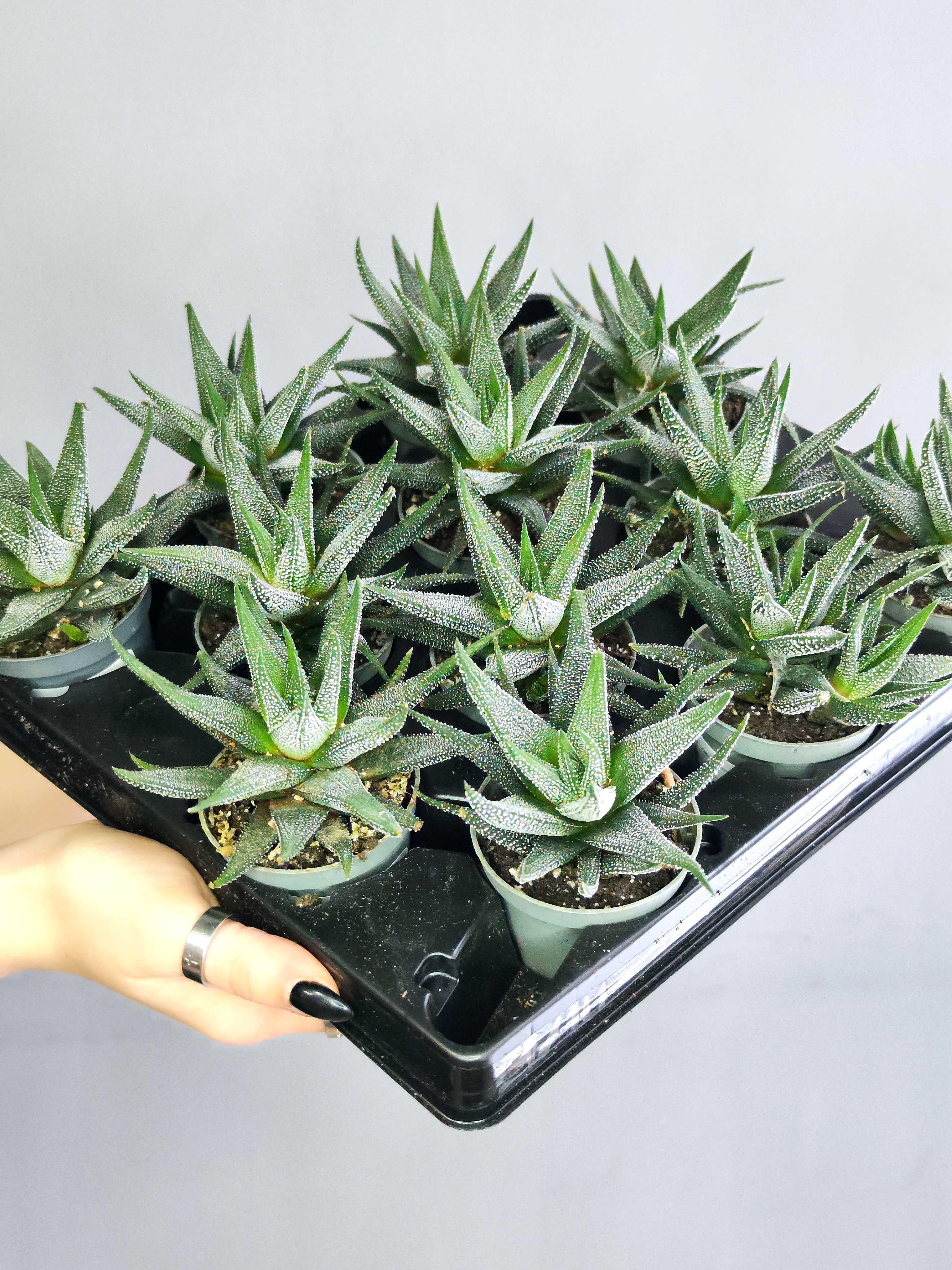 Хавортия Оттянутая, или Аттенуата (Haworthia Attenuata) D5см