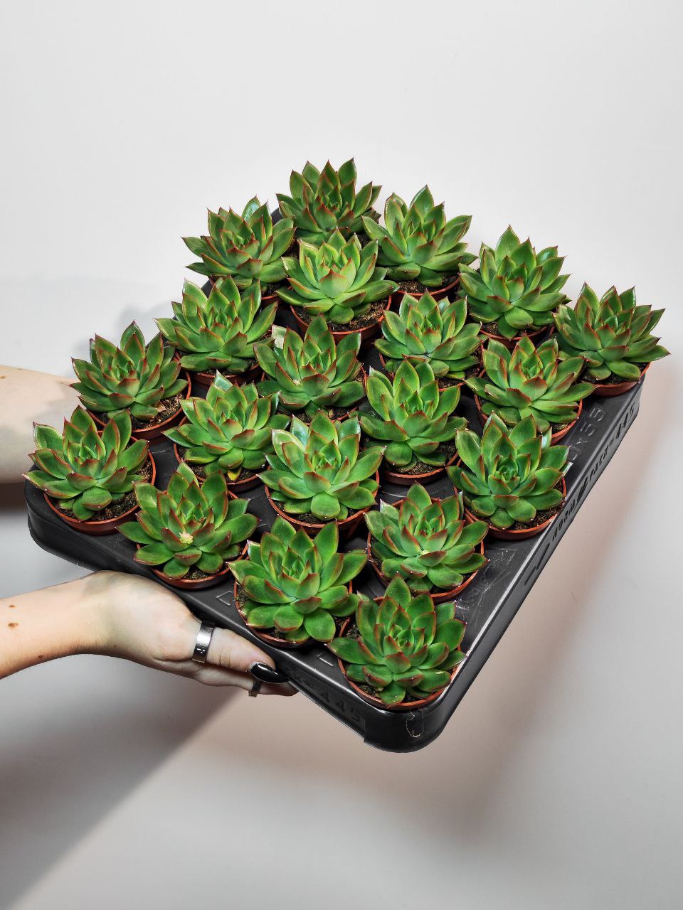 Эхеверия Костарии (Echeveria Costarii) D5см
