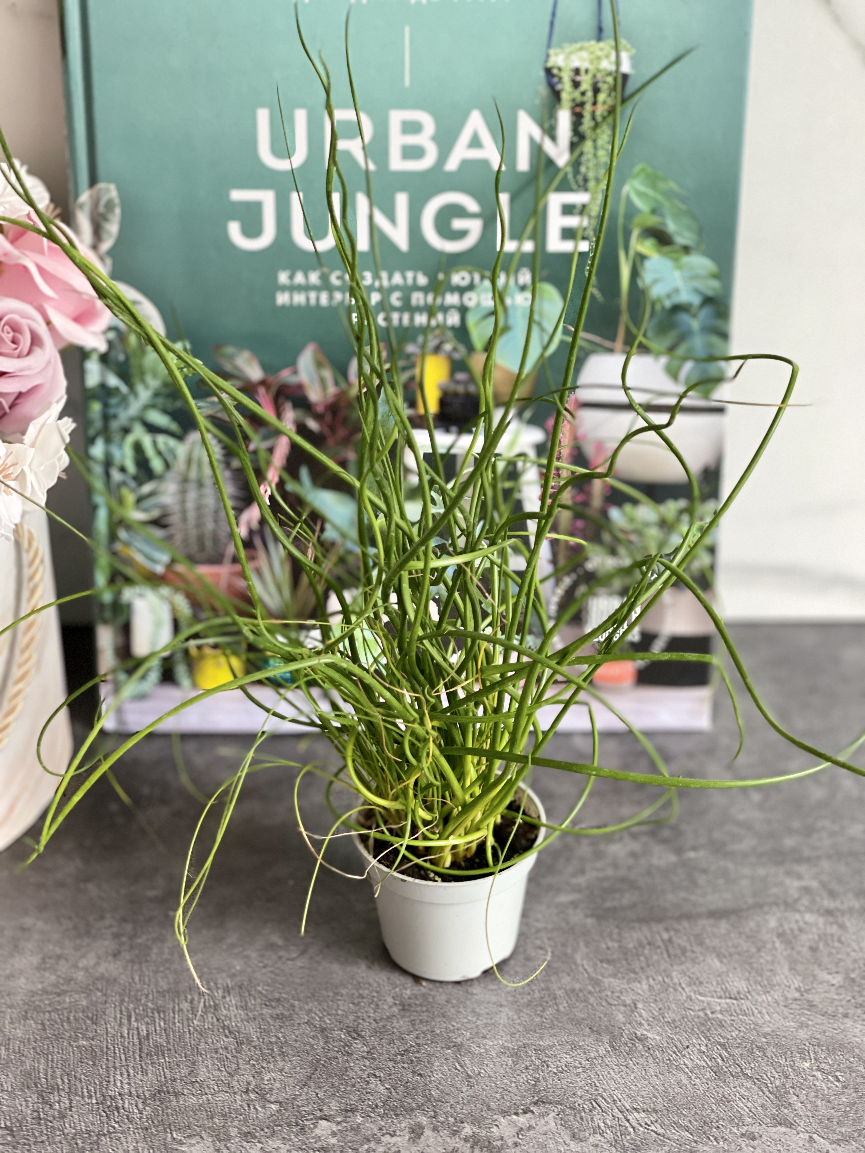 Джункус Спиралис, или Ситник (Juncus Spiralis) D6см