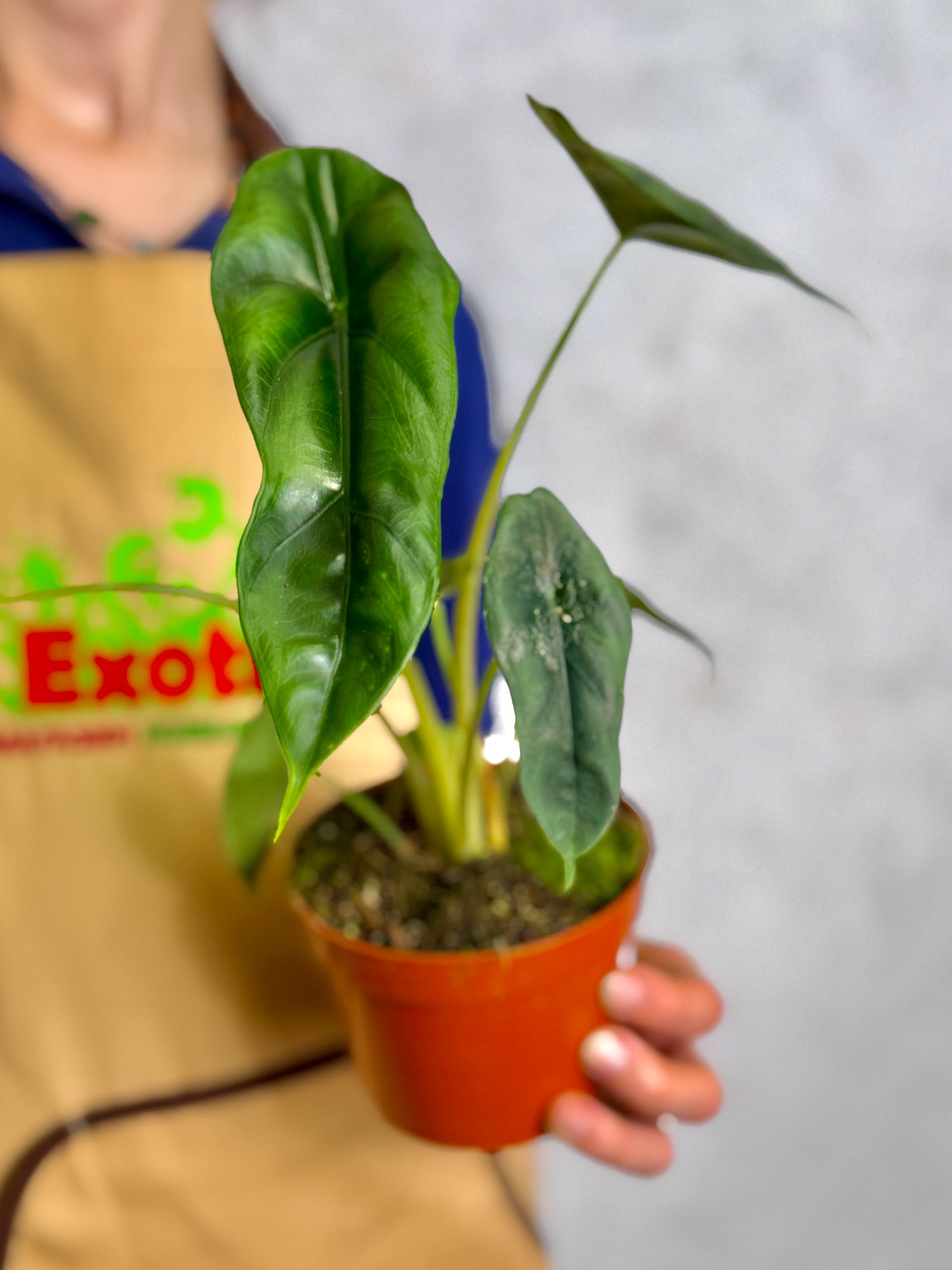 Алоказия Венуста (Alocasia Venusta) D8см