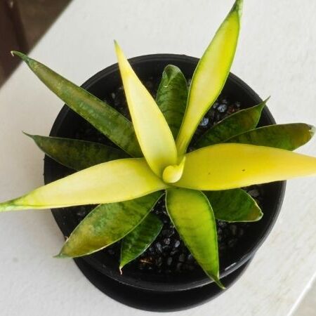 Сансевиерия Комет Кризанта Лемон (Sansevieria Comet Chrysanta Lemon) D7,5см