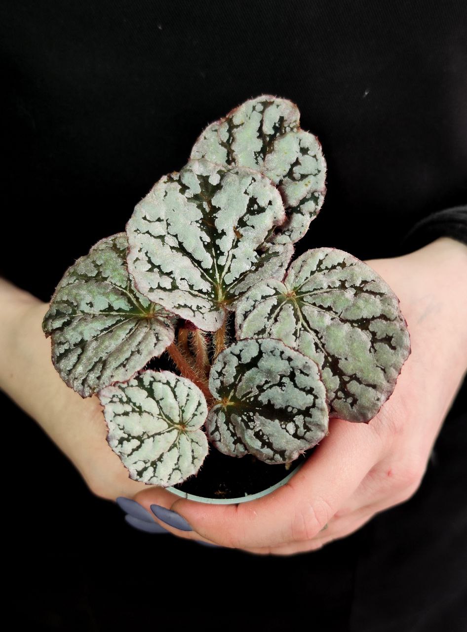 Бегония Рекс Чайо (Begonia Rex Chayo) D6см