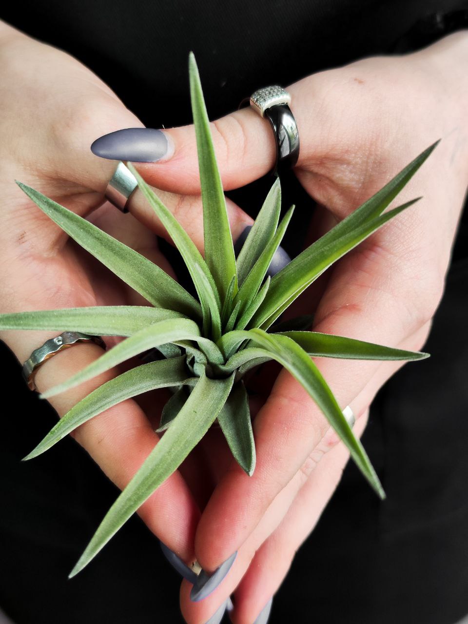 Тилландсия Мэджик Мини (Tillandsia Magic Mini)