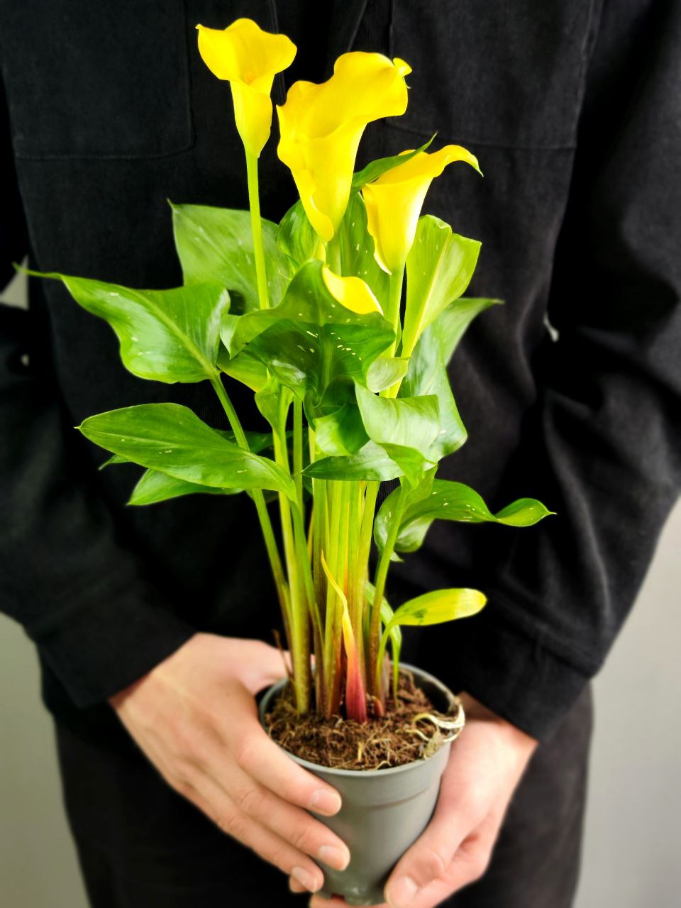 Зантедеския Желтая (Zantedeschia Yellow) D12см