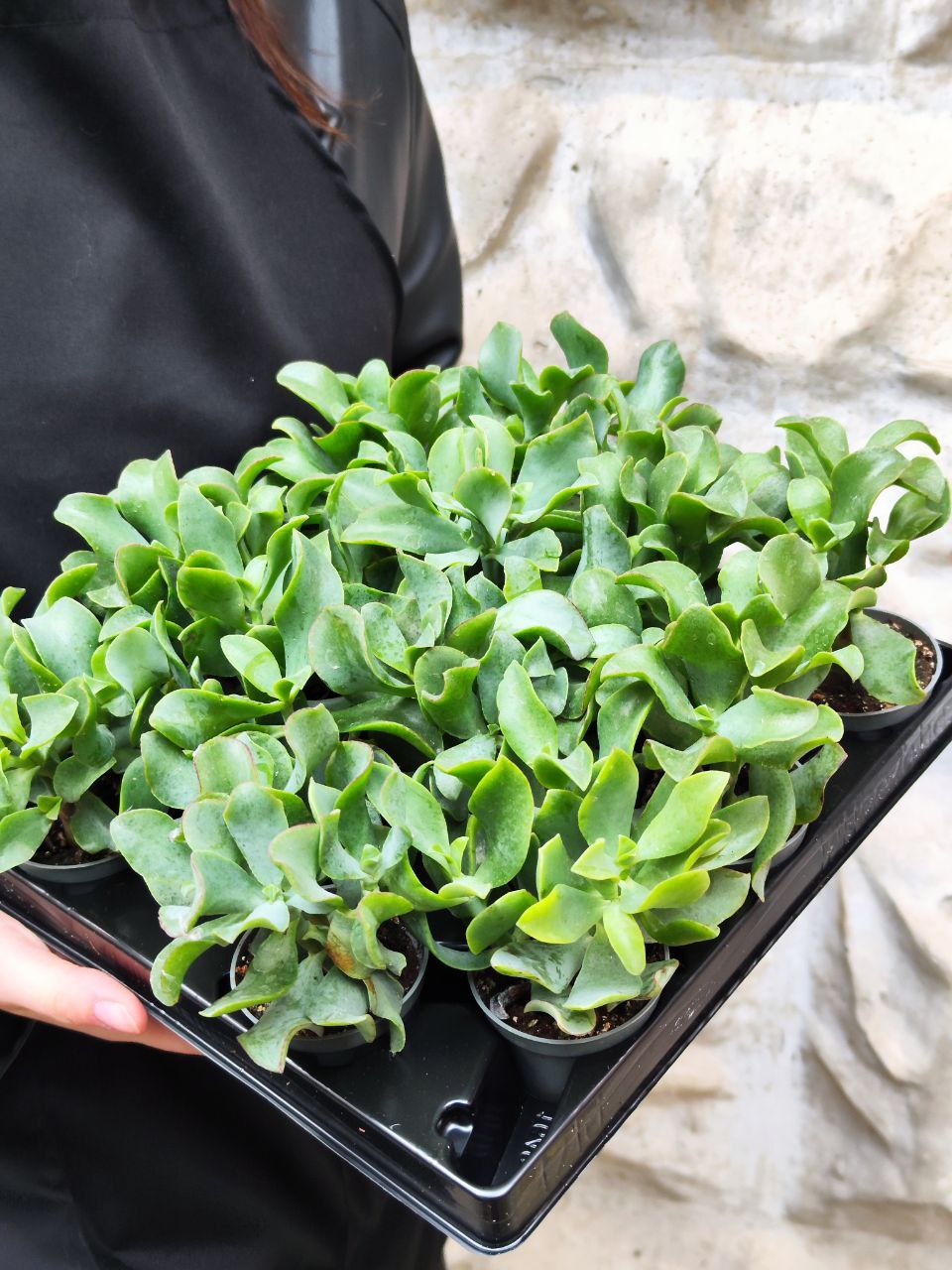 Крассула Древовидная Кудрявая (Crassula Arborescens Curly) D5см
