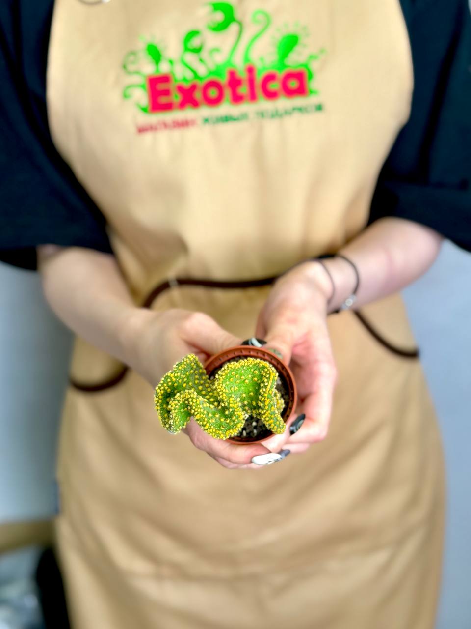 Опунция Микродазис Йеллоу Кристата (Opuntia Microdasys Yellow Cristata) D5см