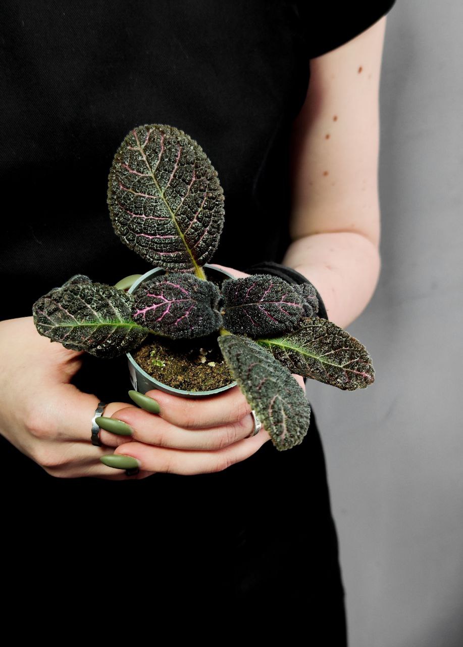 Эписция Медно-Красная (Episcia Cupreata Copper) D6см