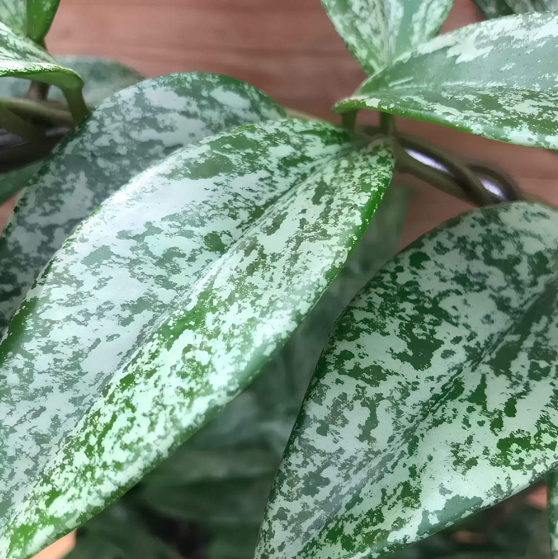 Хойя Сильвер Спот (Hoya Carnosa Pubicalyx Silverspots) D5см