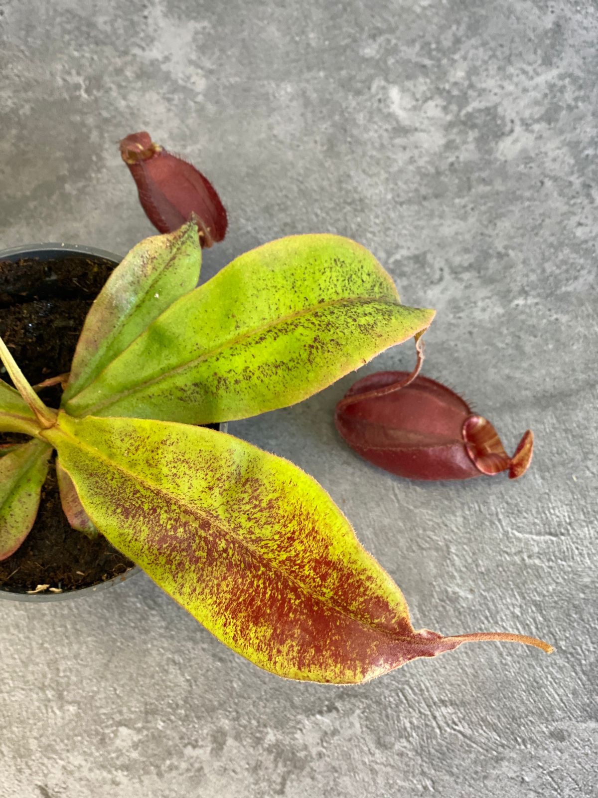 Непентес Ампулярия Красная (Nepenthes Ampullaria Red) D9см