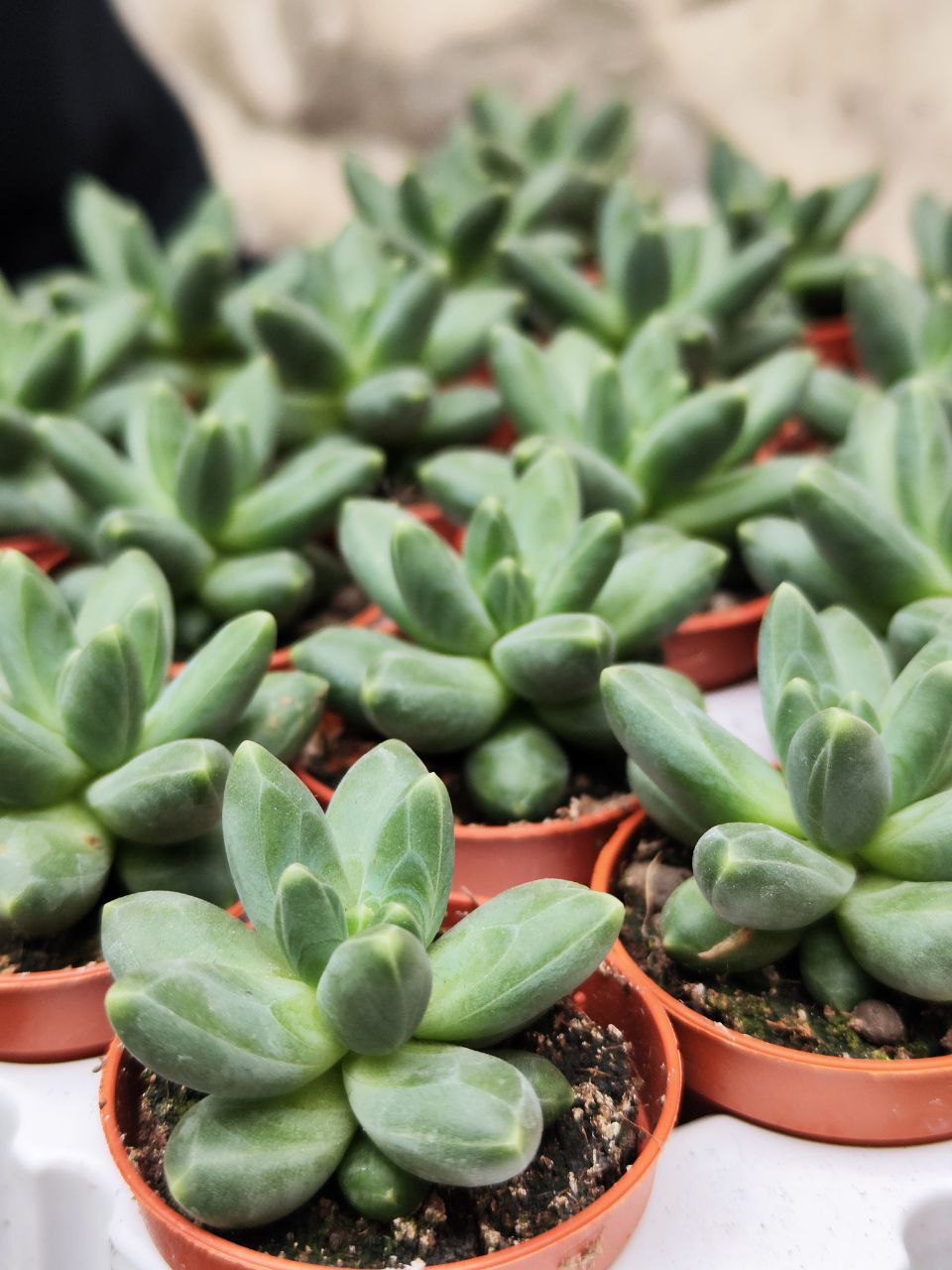 Пахифитум Фиткай Грин (Pachyphytum Fitkai Green) D5см