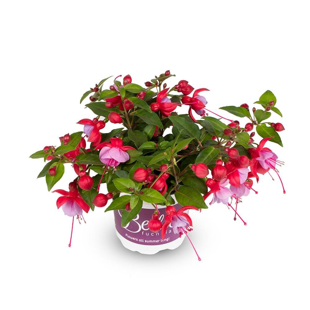 Фуксия Полуампельная Белла Лидия (лат. Fuchsia Bella Lydia) D10см