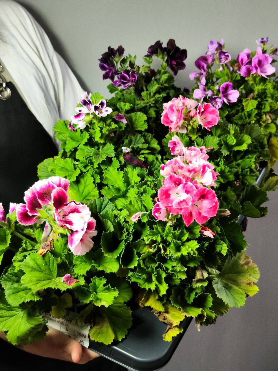 Герань, или Пеларгония Крупноцветковая (Pelargonium Grandiflorum) D12см