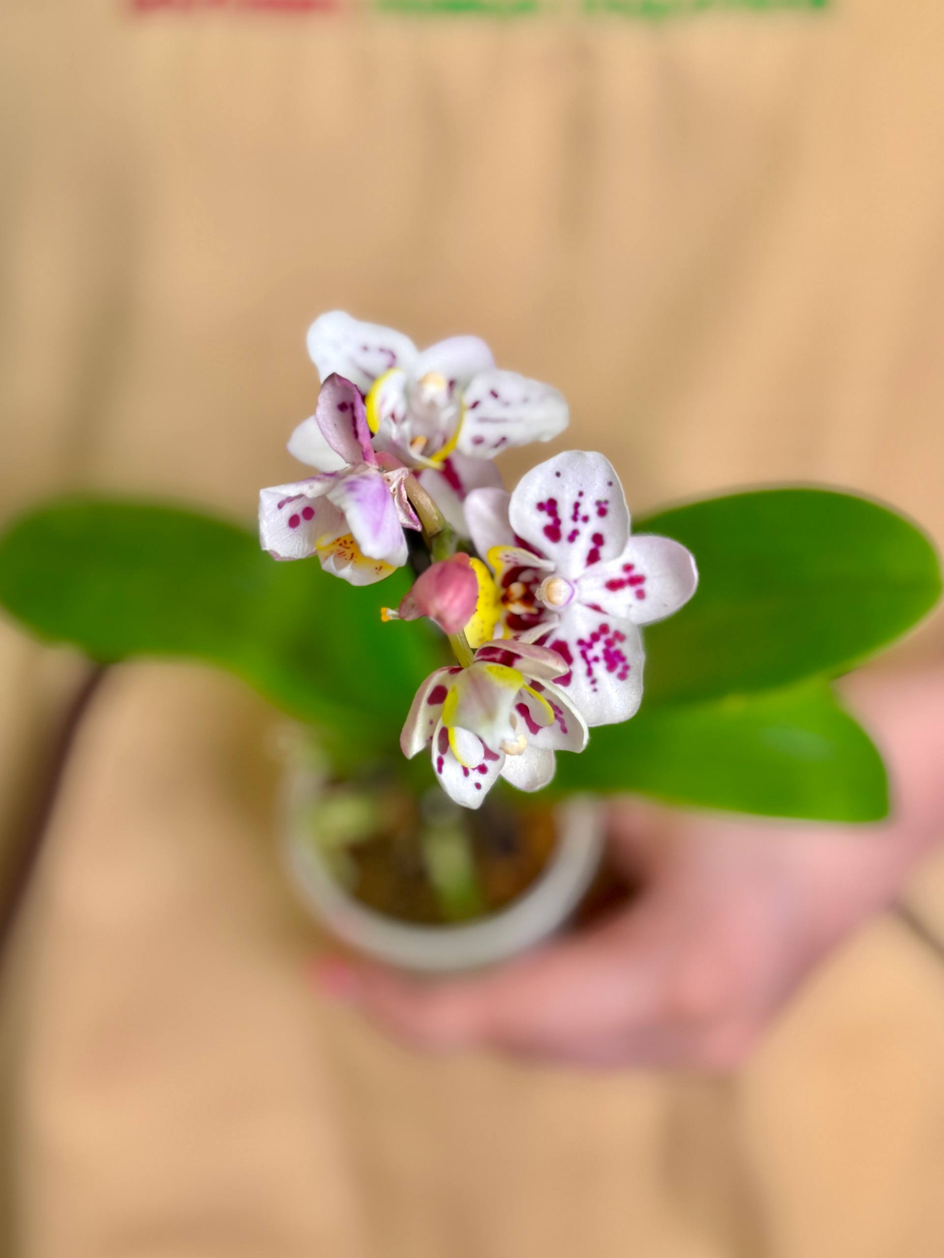 Фаленопсис Келлион (Phalaenopsis Kellion) D6см