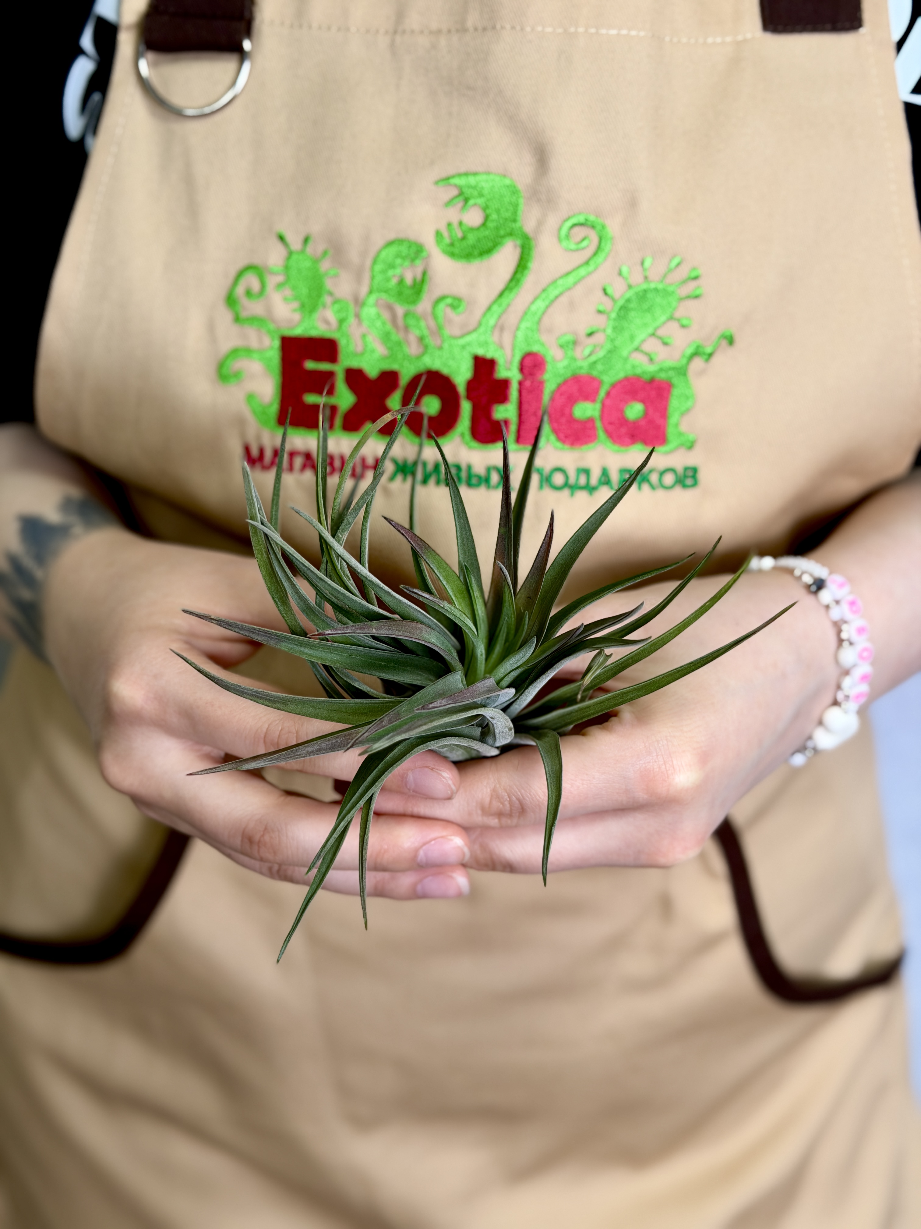 Тилландсия Велютина (Tillandsia Velutina)