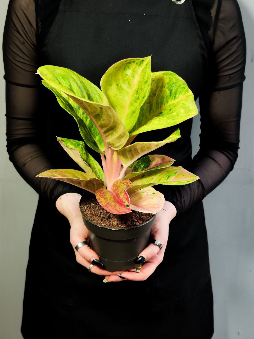 Аглаонема Эпл Фэнтези (Aglaonema Apple Fantasy) D12см