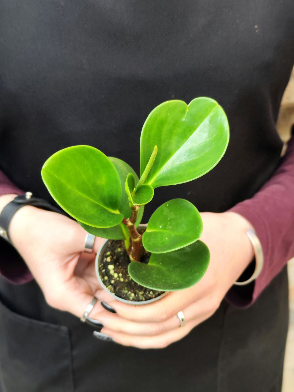 Пеперомия Туполистная Зеленая (Peperomia Obtusifolia Green) D5см