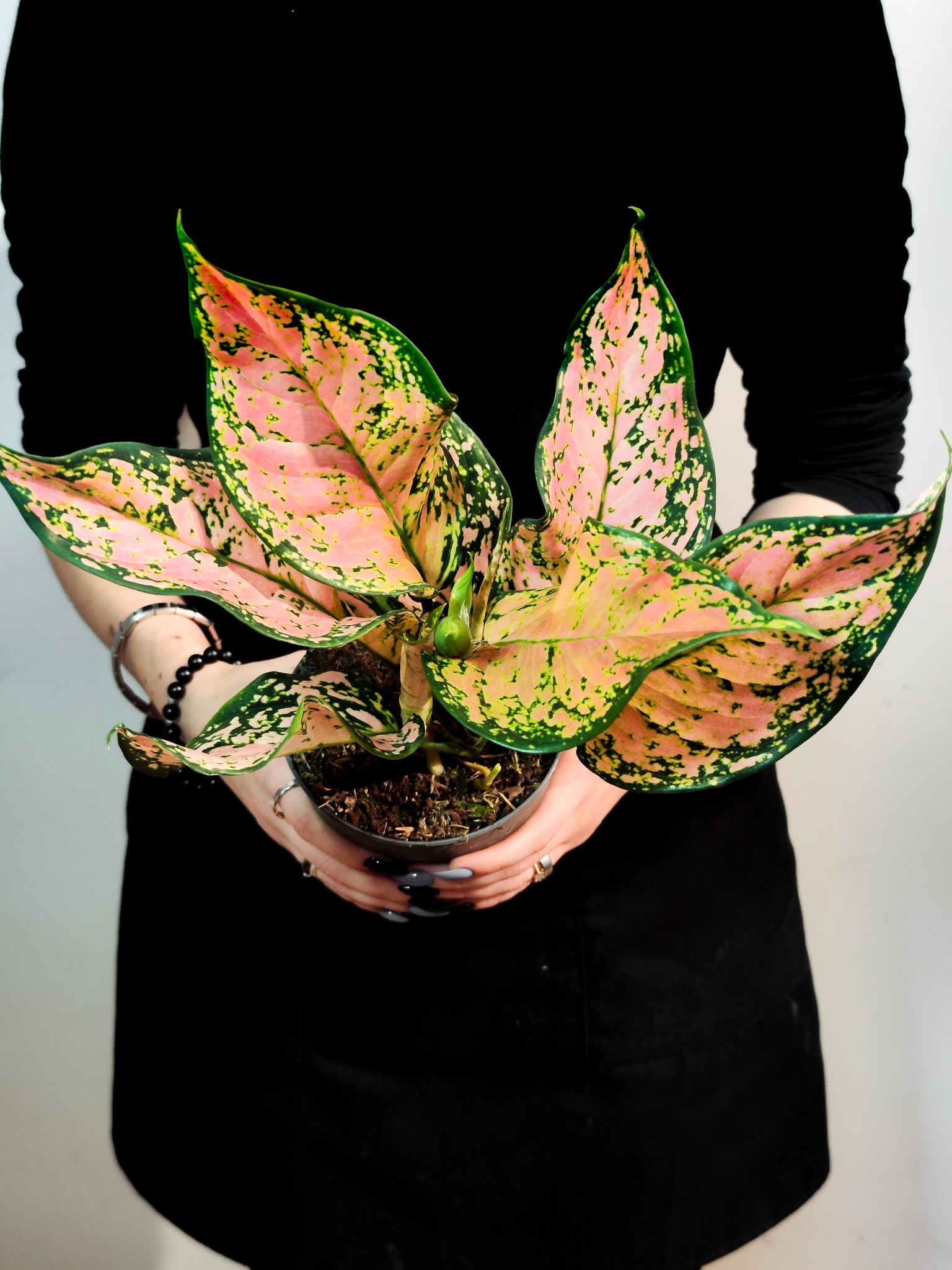 Аглаонема Пинк Долфин (Aglaonema Pink Dolphin) D12см