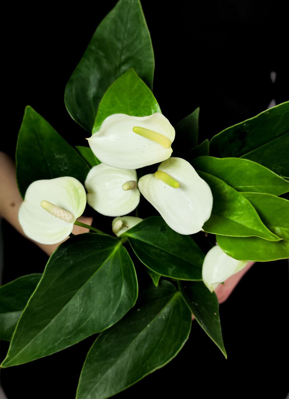 Антуриум Андреанум Вайт Чемпион (Anthurium An White Champion) D9см
