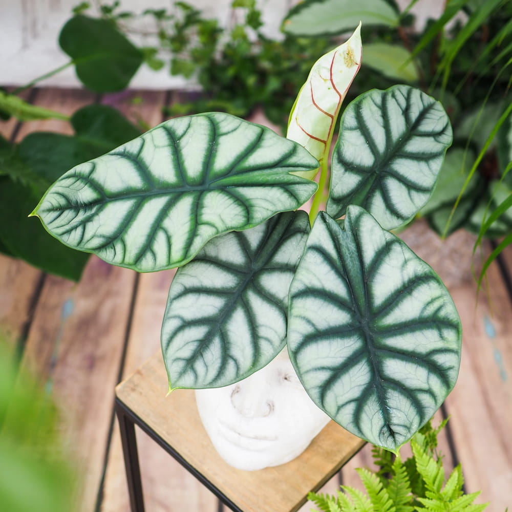 Алоказия Сильвер Драгон (Alocasia Silver Dragon) D6см