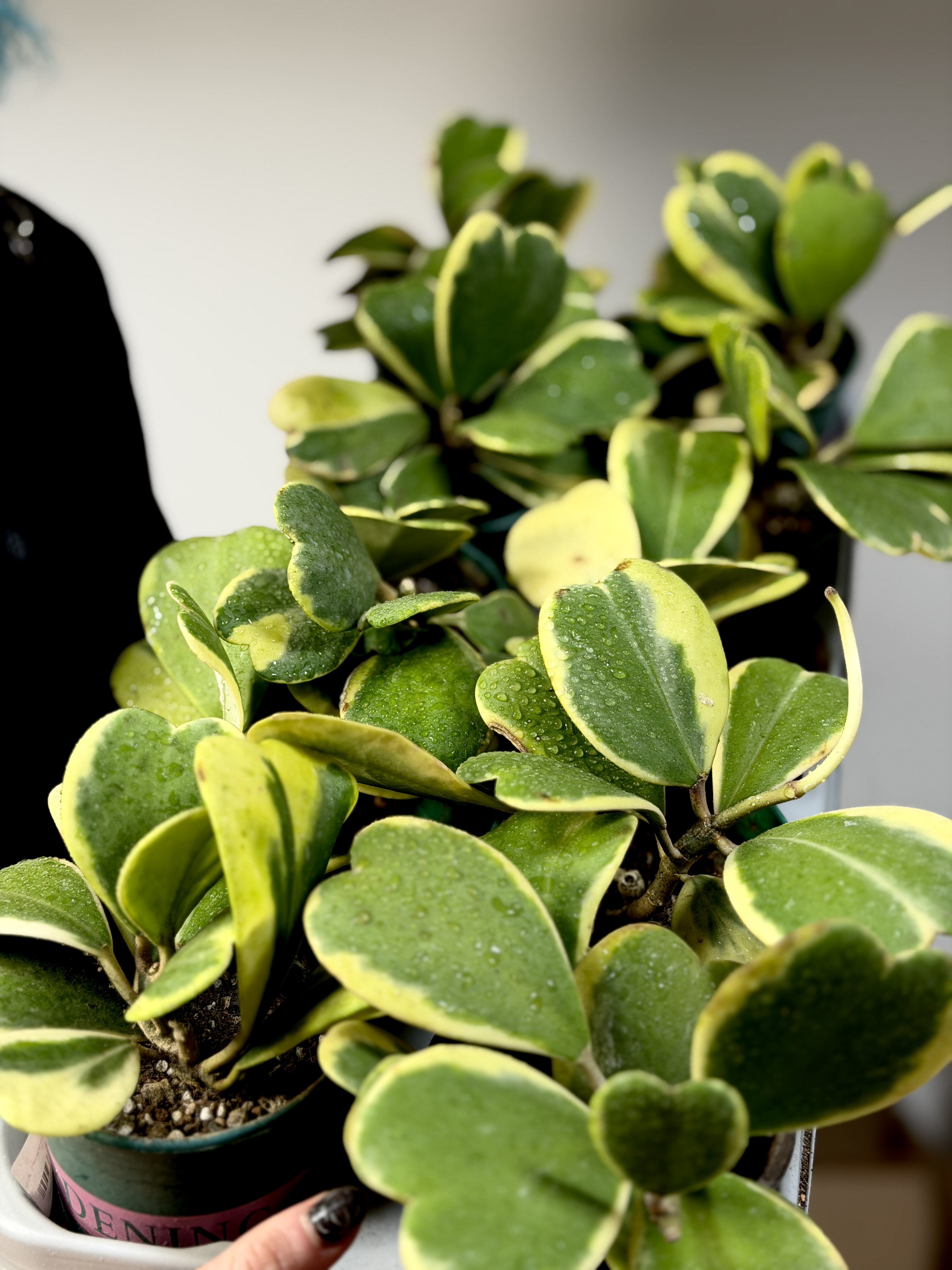 Хойя Керри Вариегатная, Куст (Hoya Kerrii Variegated) D11см