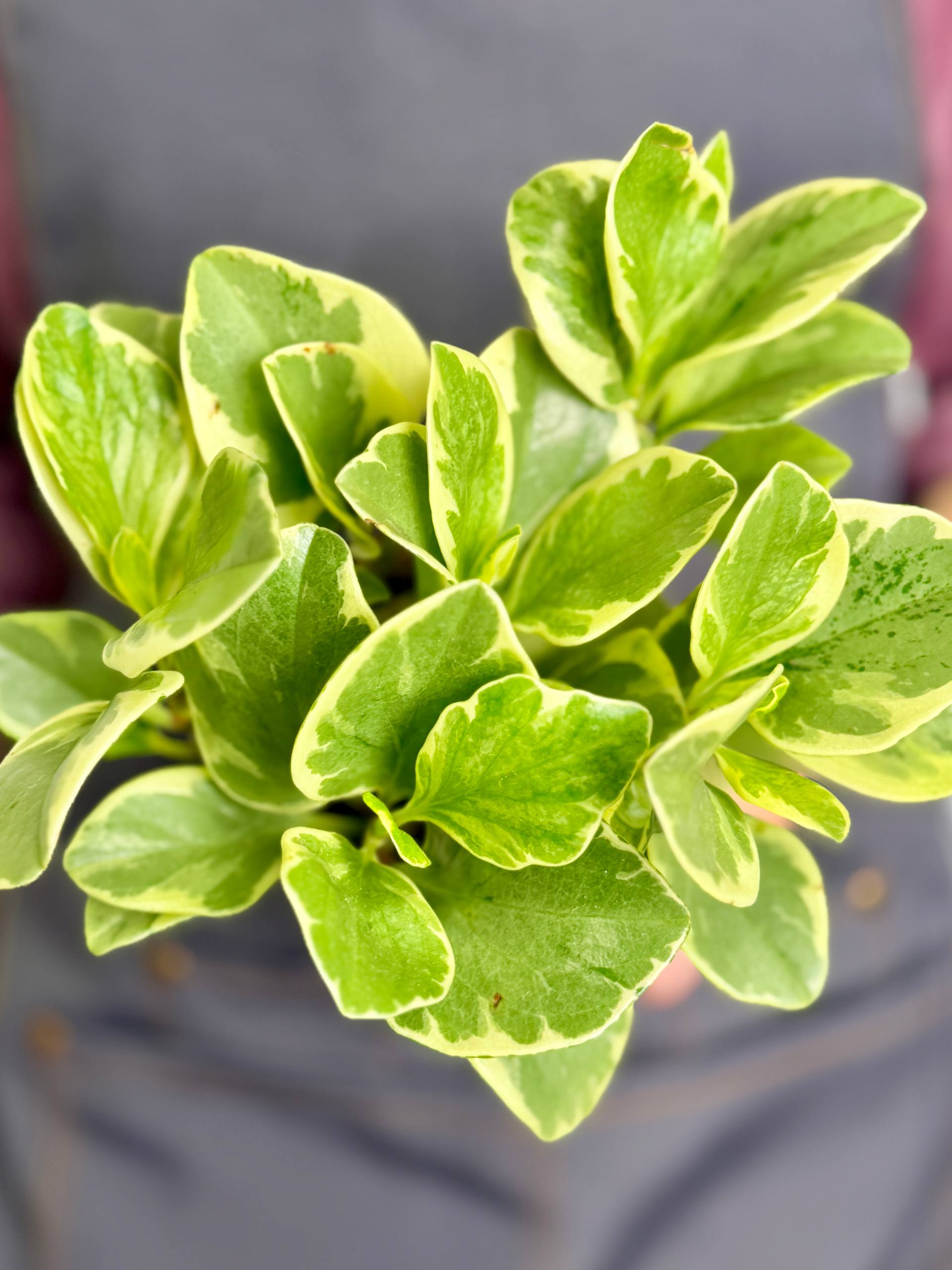 Пеперомия Туполистная Вариегатная (Peperomia Obtusifolia Variegata) D9см